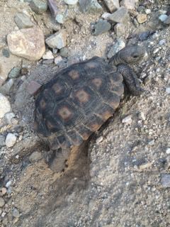Readers share their desert tortoise photos
